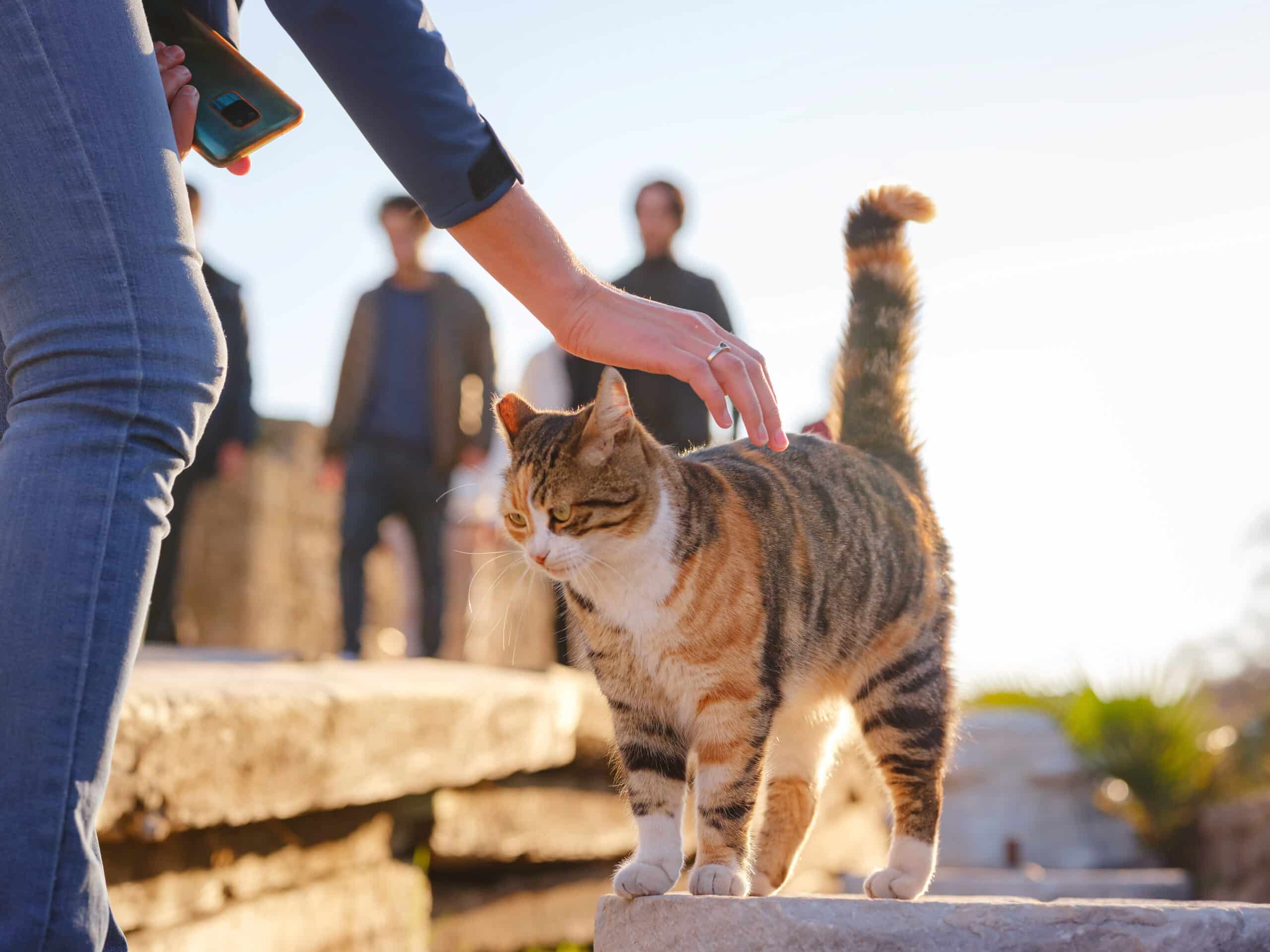 Woman Adopts Pet to Help with Mental Health. Turns Out, the Cat Has More Anxiety Than She Does